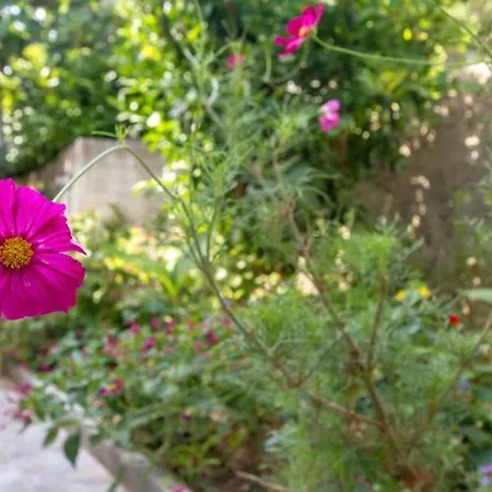 Buki **** Apartament *